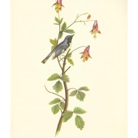 c1950 Audubon Print, Black Throated Blue Warbler