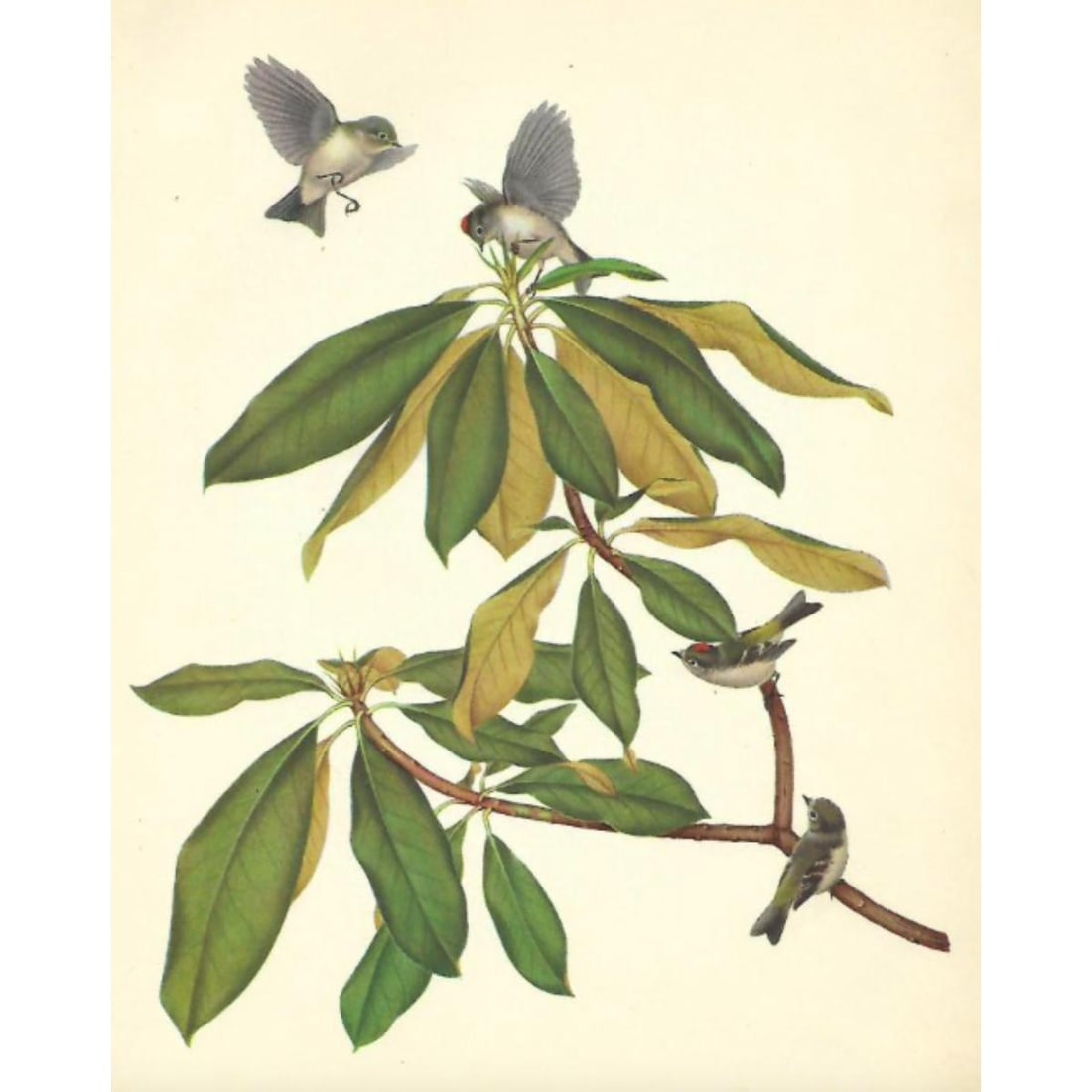 1950 Menaboni Lithograph – Ruby-crowned Kinglet Hummingbird (1 of 2)