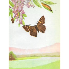 1920s Silver-Spotted Skipper Butterfly Color Lithograph Print