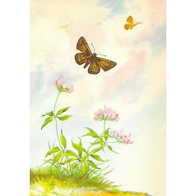 1920's Canadian Skipper Butterfly Color Lithograph Print