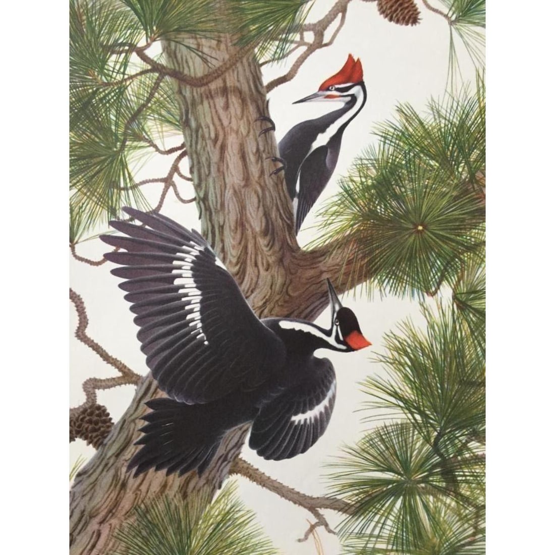1950 Menaboni Print, Pilated Woodpecker (1 of 1)