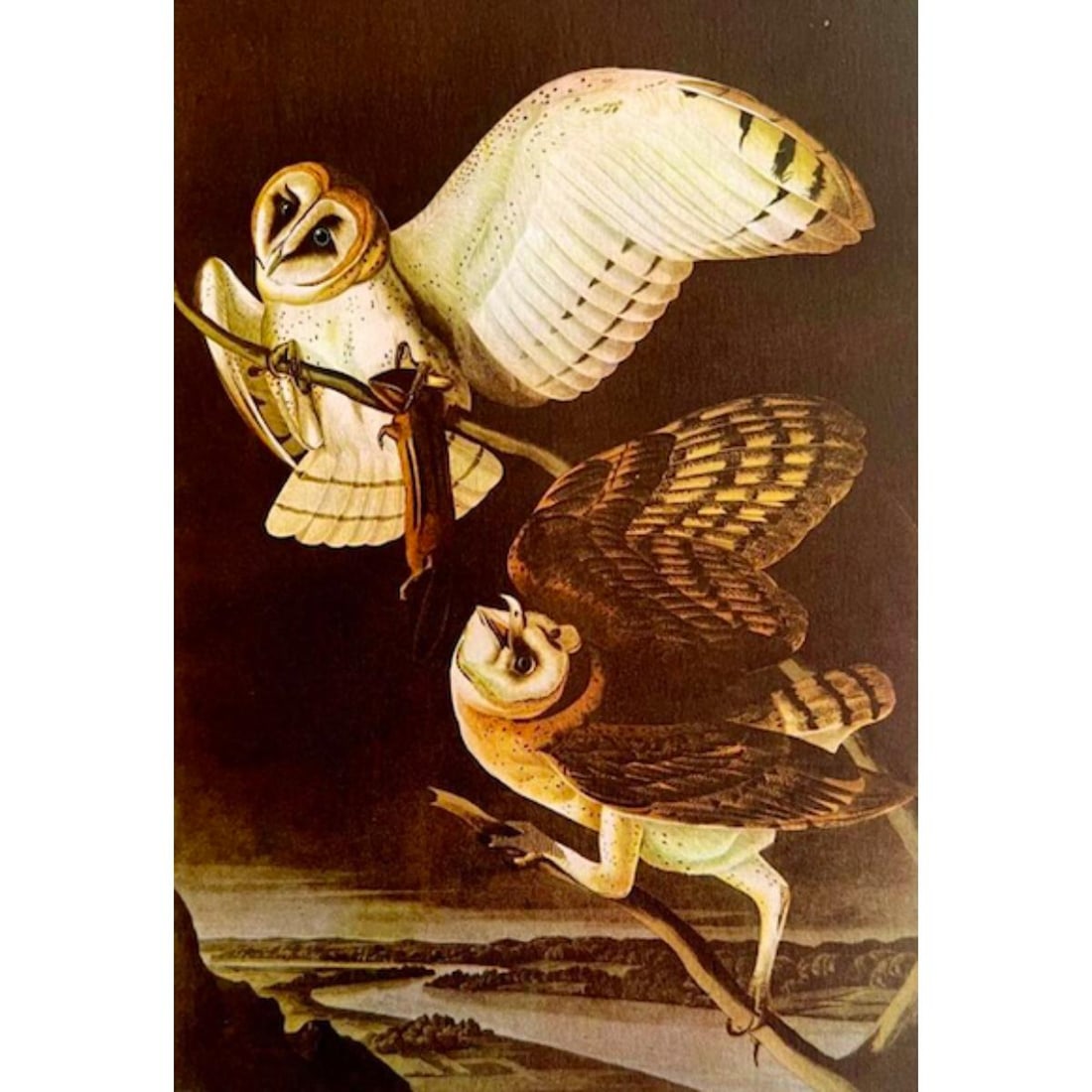 1946 Audubon Print, #171 Barn Owl (1 of 2)