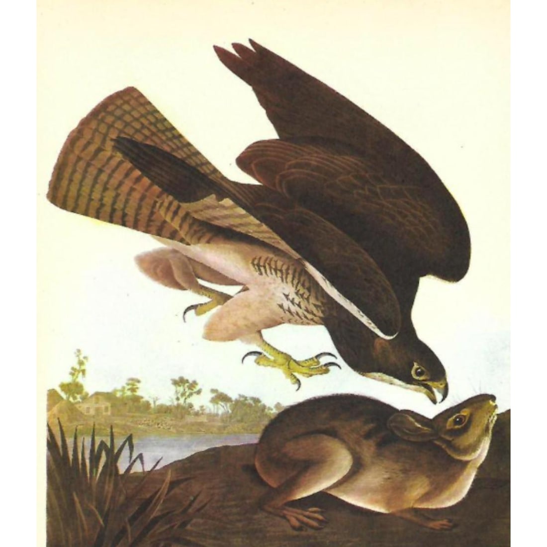 c1946 Audubon Print, #372 Swainson's Hawk (1 of 2)