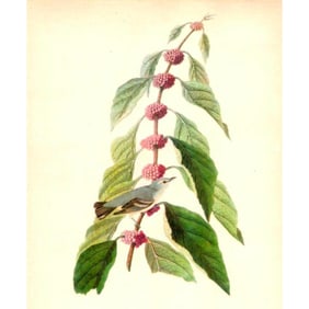 1946 Audubon #49 Cerulean Warbler