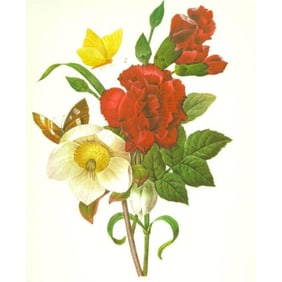 After Pierre-Jospeh Redoute, Floral Print, #35 Clove, Carnation, Christmas Rose