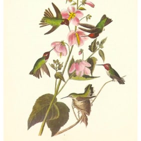 c1950 Audubon Print, Anna's Hummingbird