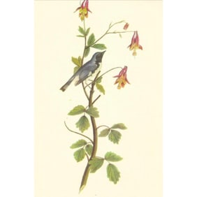 c1950 Audubon Print, Black Throated Blue Warbler