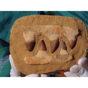 100 Million Year Old Dinosaur Jaw Section Fossil, Specimen