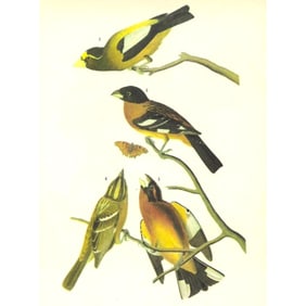 c1946 Audubon Print, #373 Two Grosbeaks