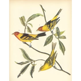 c1937 Audubon Print, #443 Western Tanager