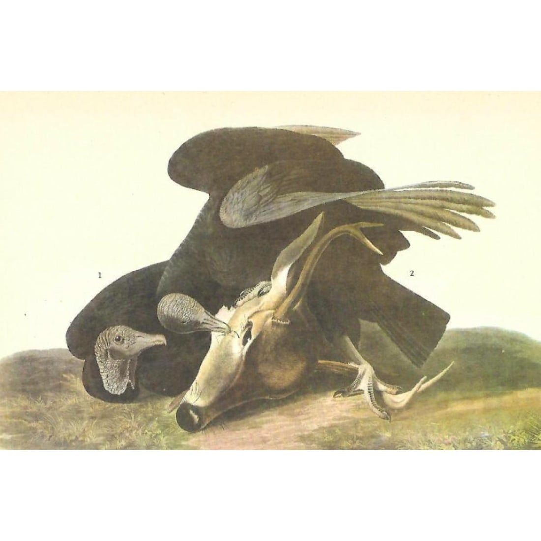 c1946 Audubon Print, #106 Black Vulture (1 of 2)