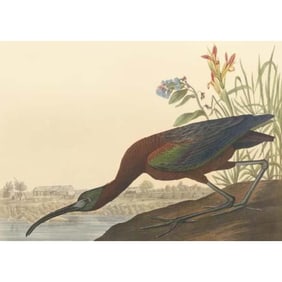 c1946 Audubon Print, # 387 Glossy Ibis