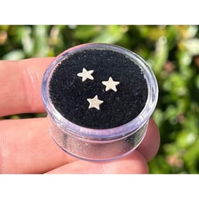 Set of Utah Jurassic Age Star Fossils