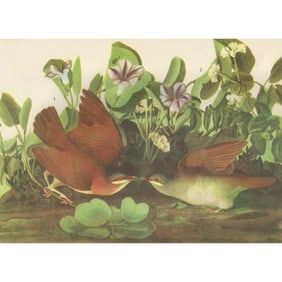 c1946 Audubon Print, #167 Key West Quail-Dove