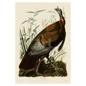 c1946 Audubon Print, # 1 Wild Turkey