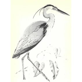 1950 Menaboni Print, Eastern Great Blue Heron