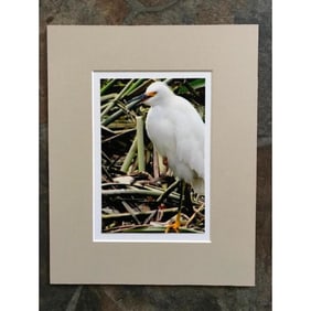 Lowcountry Marsh Bird Original Photograph