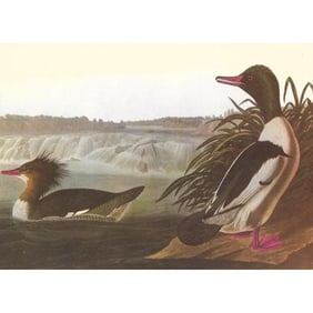 c1950 Audubon Print, American Merganser