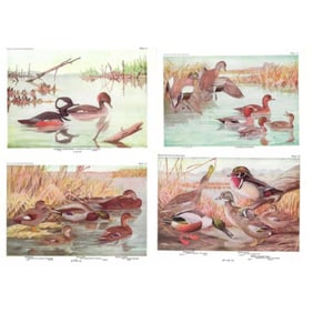 Pair of 1936 Pearson's Birds of America, Ducks Bookplate Prints