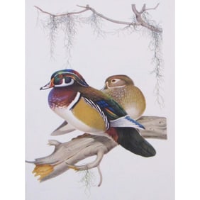 1950 Menaboni Bird Print - Wood Duck