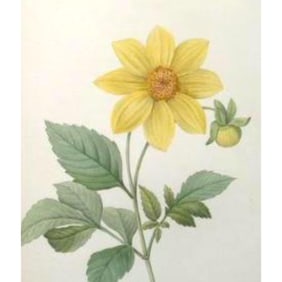 After Pierre-Jospeh Redoute, Floral Print, #29 Dalhia