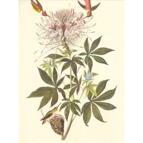 c1950 Audubon Print, Rufus Hummingbird