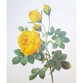 After Pierre-Jospeh Redoute, Floral Print, #128 Rose