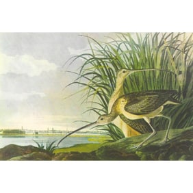 c1950 Audubon Print, Long-Billed Curlow