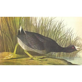 c1946 Audubon Print, #239 Coot
