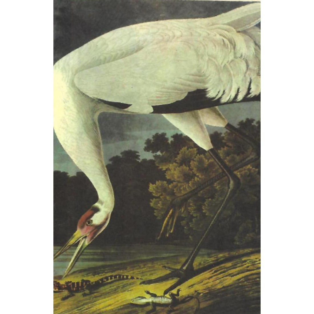 c1946 Audubon Print, #226 Whooping Crane (1 of 2)