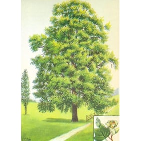 1920s Tulip Tree Color Lithograph Print