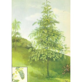 1920s Silver Wattle Tree Color Lithograph Print