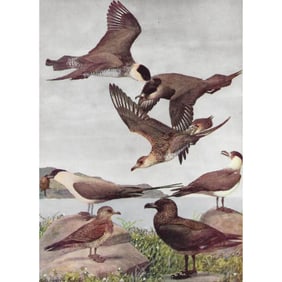 1936 Pearson Birds, Seabirds, #42 Jaegers