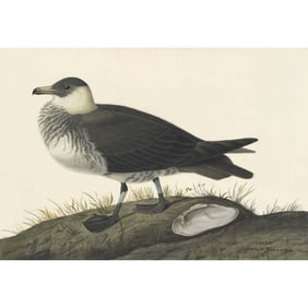 c1946 Audubon Print, #253 Pomarine Jaeger