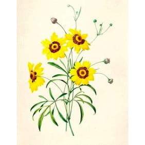 After Pierre-Jospeh Redoute, Floral Print, #24 Tickseed