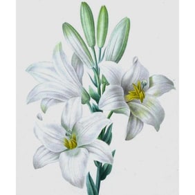 After Pierre-Jospeh Redoute, Floral Print, #76 White Lilly