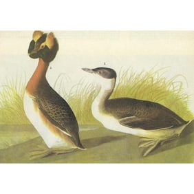 c1946 Audubon Print, #259 Horned Grebe