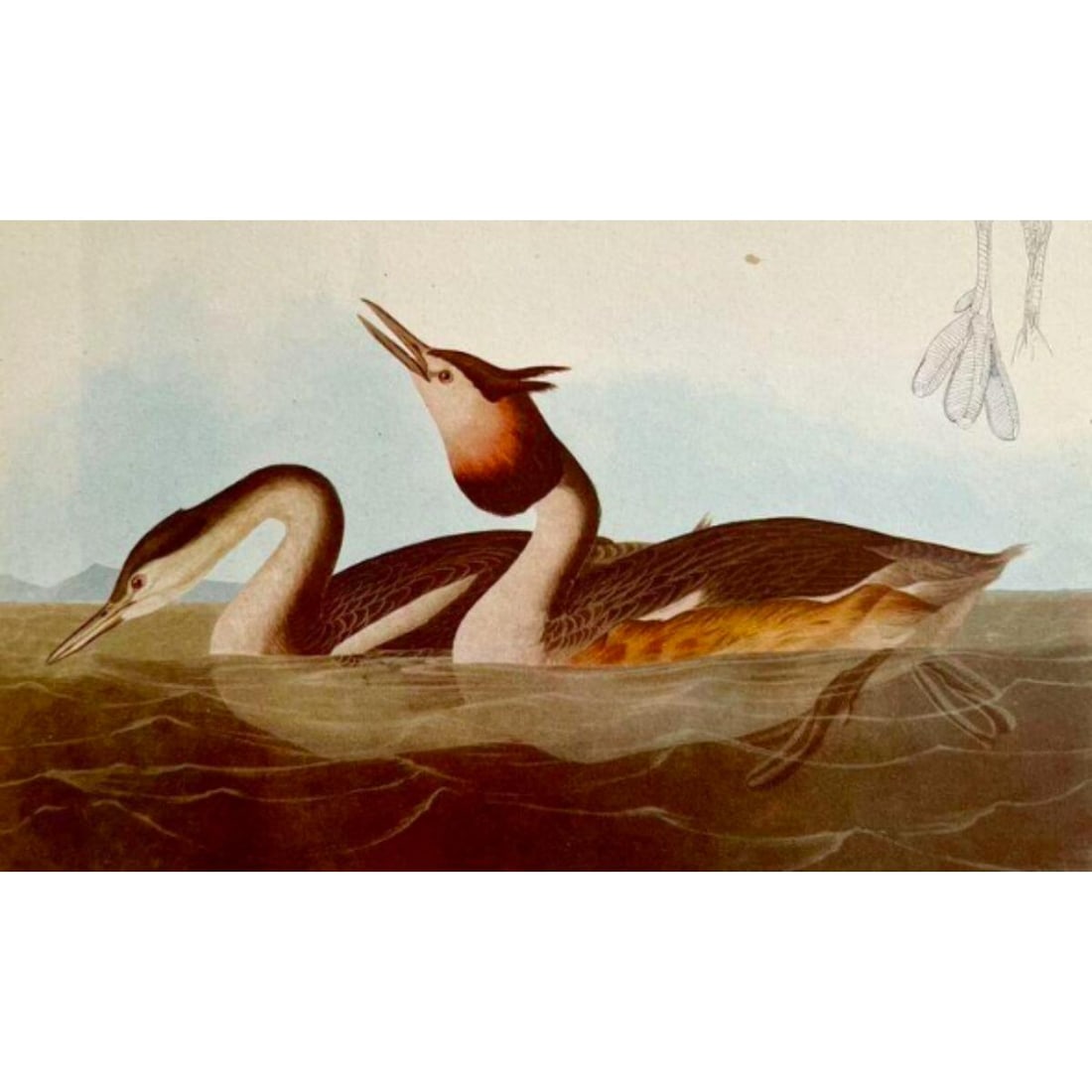 c1946 Audubon Print, # 292 Great-crested Grebe (1 of 2)