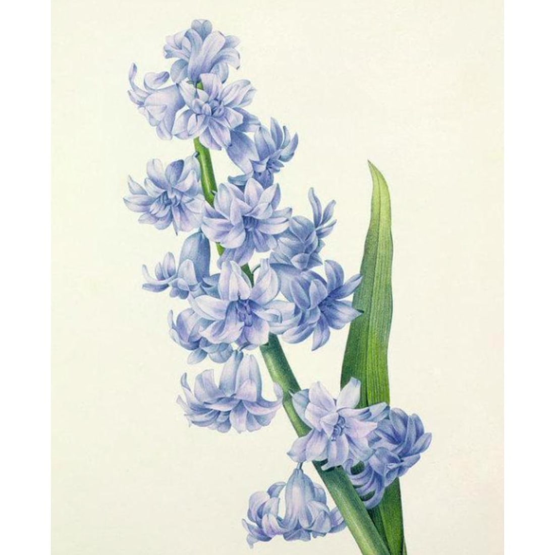 After Pierre-Jospeh Redoute, Floral Print, #66 Hyacinth: Modern print, after Pierre-Joseph Redoute ( French 1759-1840 ) Original Redoute stipple engravings with hand-coloring bring thousands of dollars per print. This modern re-print was created in the 1980
