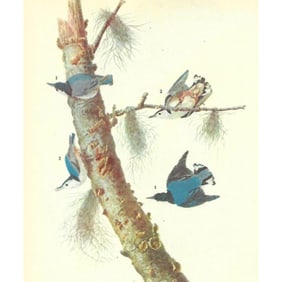 c1946 Audubon Print, #152 White-Breasted Nuthatch