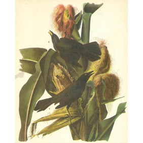 1946 Audubon Print, #7 Purple Grackle