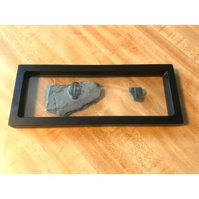 Rare Prehisotric Trilobite Fossils Display