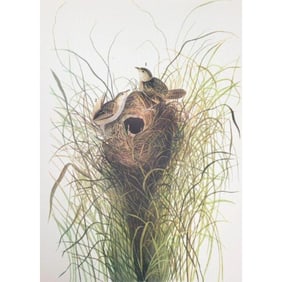 c1946 Audubon Print, #175 Short Billed Marsh Wren