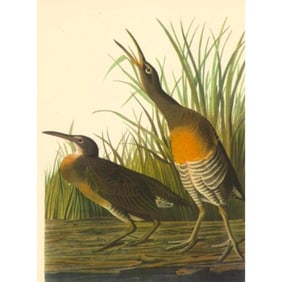 c1946 Audubon Print, #204 Clapper Rail
