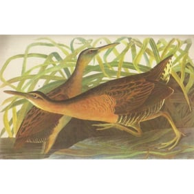 c1946 Audubon Print, #203 King Rail