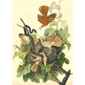 c1946 Audubon Print, #116 Brown Thrasher