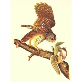 c1946 Audubon Print, #46 Barred Owl