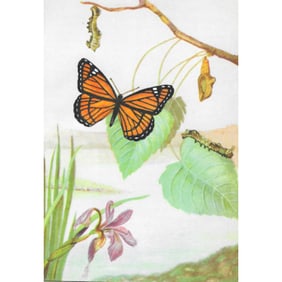 Vintage Viceroy Butterfly Color Lithograph Print