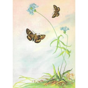1920s Leonard's Skipper Butterfly Color Lithograph Print