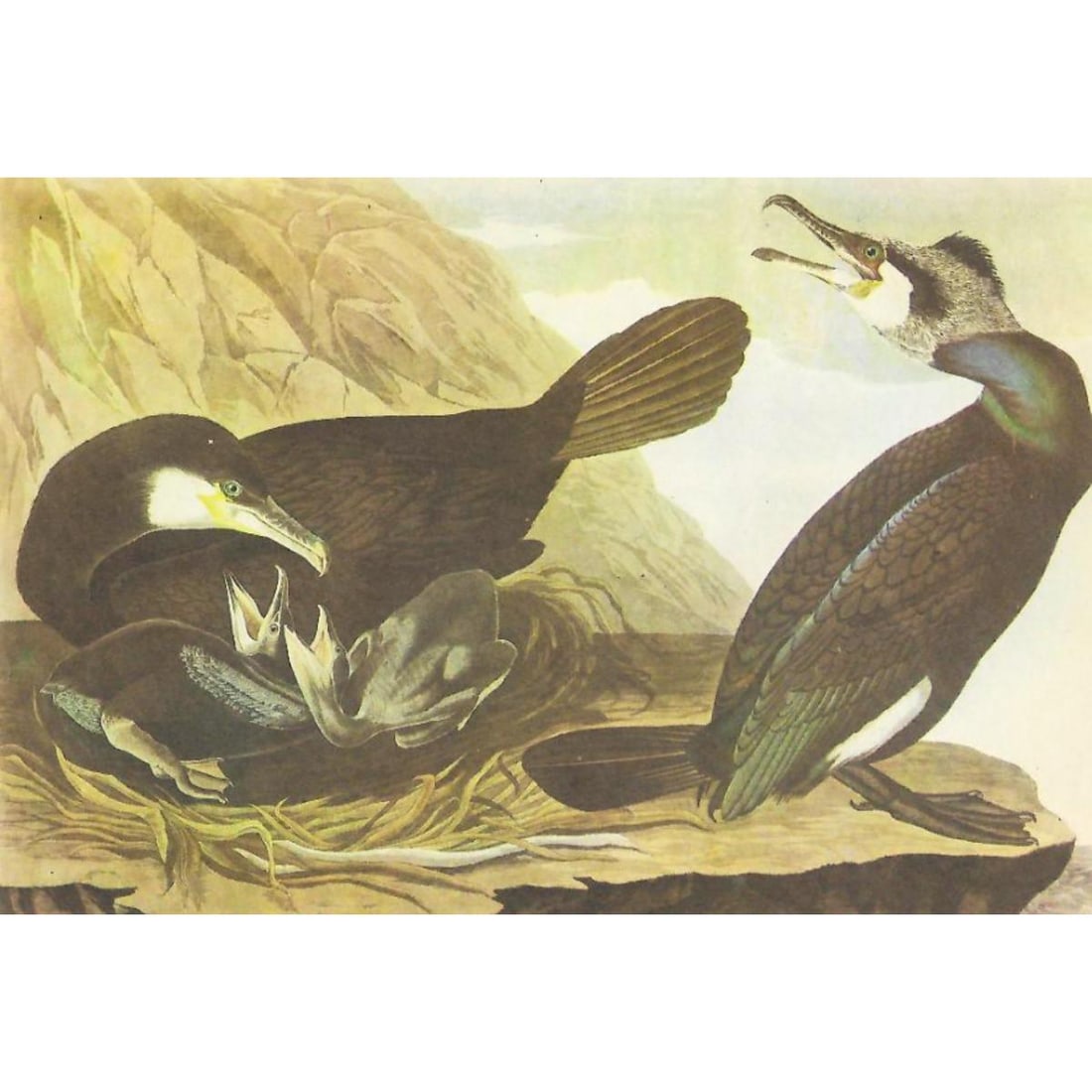 c1946 Audubon Print, #266 European Cormorant (1 of 2)